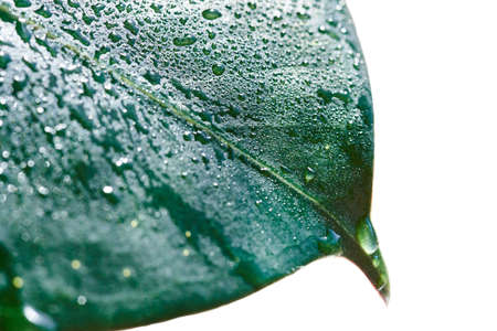 Green leaf in water drops, natural texture, macro photo.の写真素材