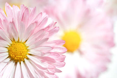 Daisy flower on green background on the background of other flowers, copy space, close-up.の写真素材
