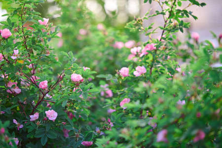 Beautiful rosehip flowers on the bush, copy space, backdrop.の写真素材