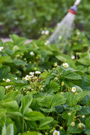Watering strawberry plantations in the garden, dry season in summer.の写真素材
