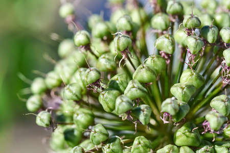 Beautiful faded garlic flower, selective focus, close-up, macro.の写真素材
