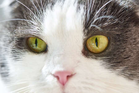 The face of a cute cat with wide eyes, close-up.の写真素材