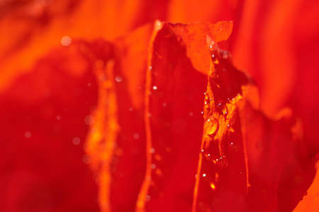 Petals of blooming poppy in water drops, macro, backdrop.の写真素材