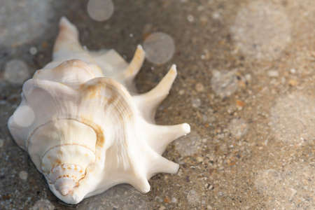 Big sea shell on sand in water, copy space.の写真素材