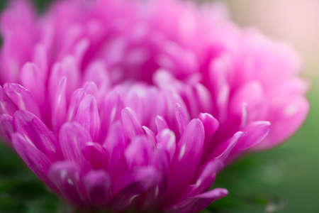 Macro photo of a pink chrysanthemum in nature, backdrop.の写真素材
