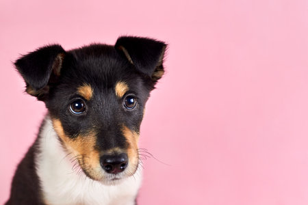 Cute puppy with collar on a pink background, copy space.の写真素材