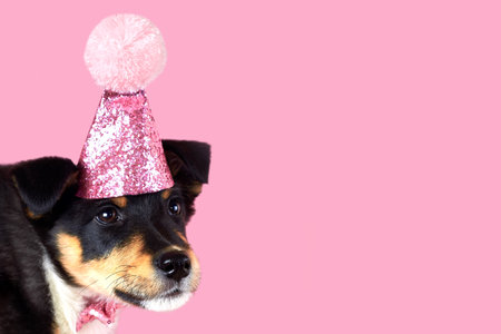 Little funny puppy in a pink hat, copy space, birthday theme.の写真素材
