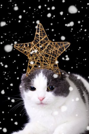 Funny cat with a Christmas star on its head on a black background in the snow.の写真素材