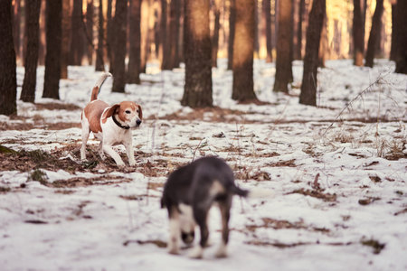 A beagle takes a trail in a winter forest on sunset.の写真素材