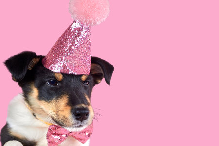Little funny puppy in a pink hat, copy space, birthday theme.の写真素材