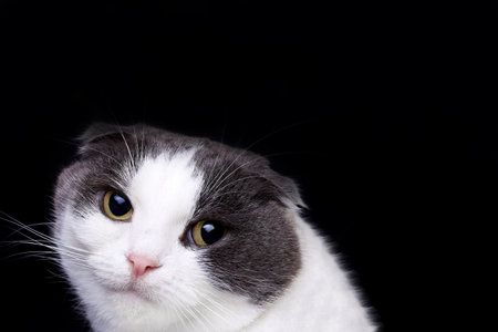 Portrait of a cute fold cat on dark background.の写真素材