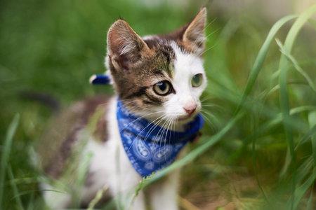 Cute kitten in a scarf cat in the grass in summer.