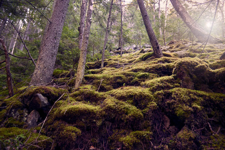 A path through the forest to climb the mountain, landscape.の写真素材