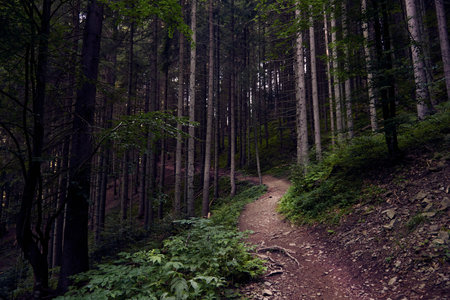 A path through the forest to climb the mountain, landscape.の写真素材
