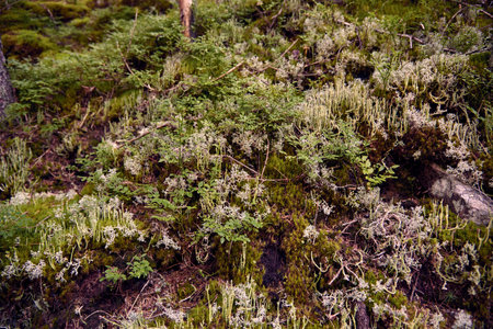 Moss in a deep forest in a mountainous area.の写真素材