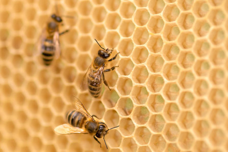 Working bees on combs, close-up, honey production, copy space.の写真素材