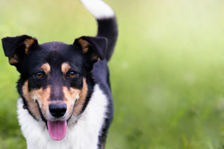 Portrait of a cute dog in the grass in summer, copy space.の写真素材