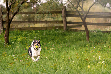 A dog with an apple runs on the grass in the village.の写真素材