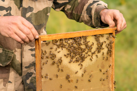 A man's hand takes out a bee frame with a bee, production of honey.