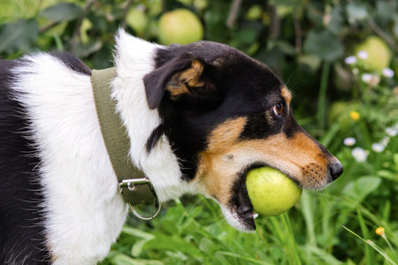 Portrait of a cute dog with apple in autumn.の写真素材