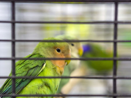 Close-up green colored lovebirds standing in cage.の写真素材