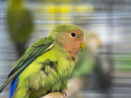 Close-up green colored lovebirds standing in cage.の写真素材