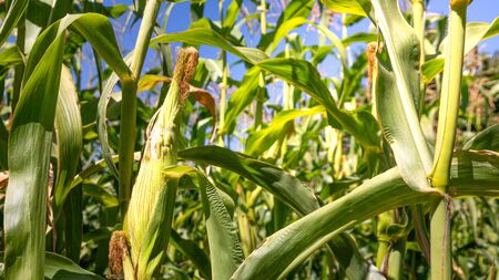 visual and blue sky taken through cornfieldの写真素材