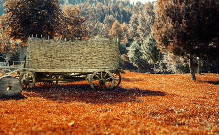 View of forest and old village location with autumn colors. The ox cart used in ancient timesの写真素材