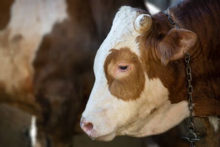 Horned beef head in animal farm. Turkey calf sale in the feast of sacrifice