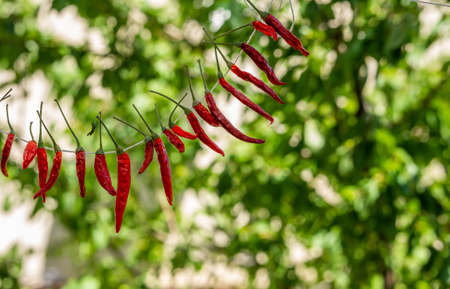 dried red hot peppers hanging on a ropeの写真素材