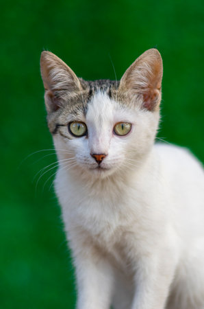 white stray cat on a green backgroundの写真素材
