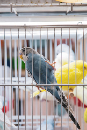 Blue budgie in the cage and other birds in the backgroundの写真素材