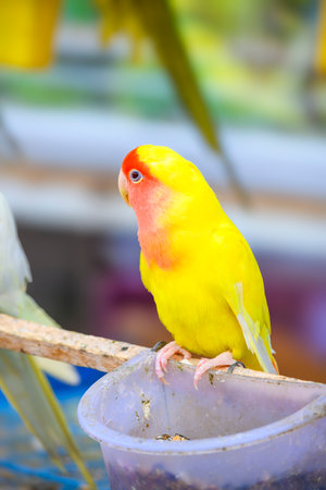 Rosy-faced Lovebird, Agapornis roseicollis, also known as the Peach-faced Lovebird. Yellow colored...