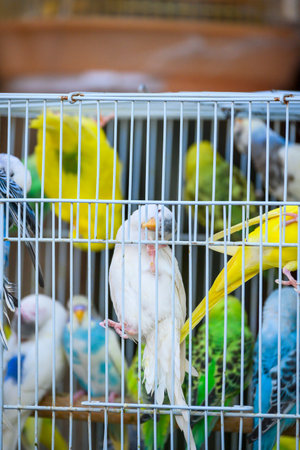 budgies waiting to be sold in a cageの写真素材