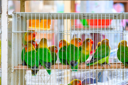 Lovebird parrots in cages waiting to be soldの写真素材