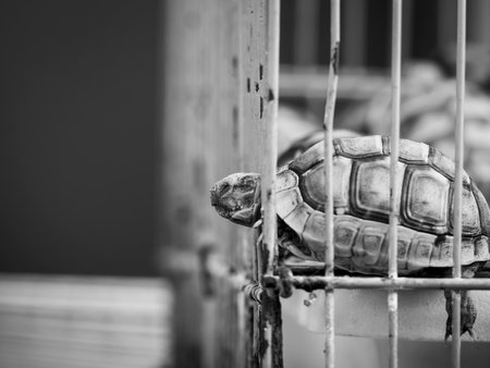 Little turtle trying to get out of his cageの写真素材