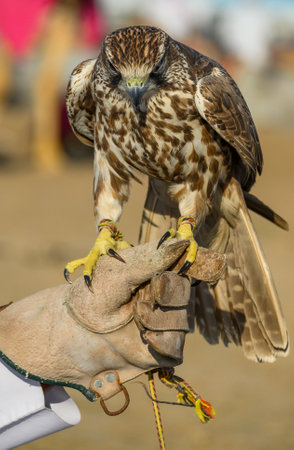 A falcon takes pictures with tourists at a safari area in Doha, Qatarの写真素材