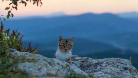 cat at dawn in the mountains  Crimeaの写真素材