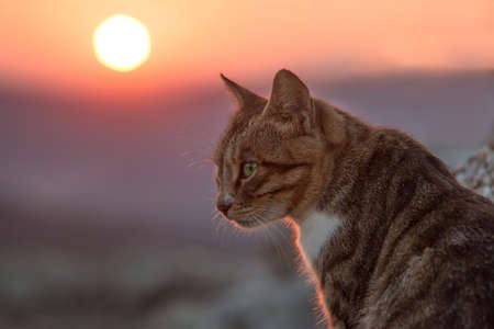 cat at dawn in the mountains  Crimeaの写真素材
