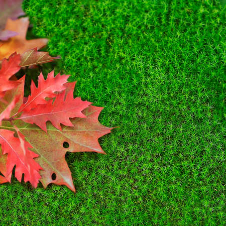 Autumn oak leaves on moss の写真素材