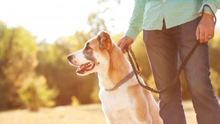 Man and central Asian shepherd walk in the park. He keeps the dog on the leash.