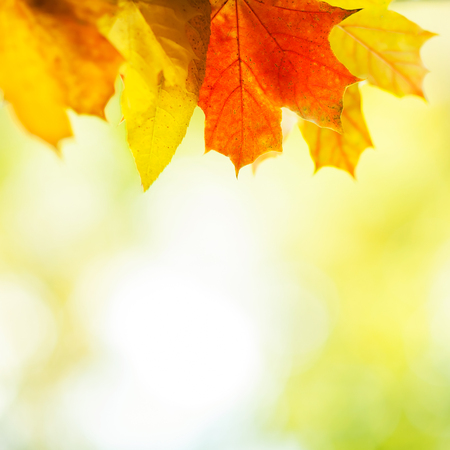 autumn backgroundの写真素材