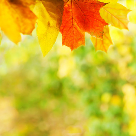 autumn backgroundの写真素材