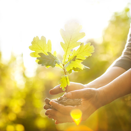 Oak sapling in hands. The leaves of rays of sunlight.の写真素材