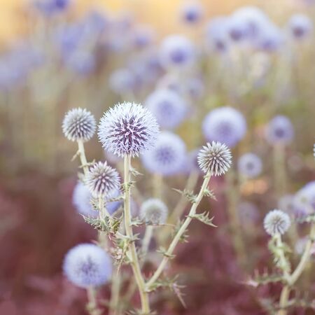 A field flowers during sunsetの写真素材