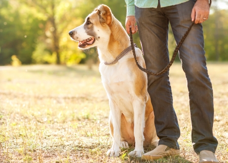 Man and central Asian shepherd walk in the park. He keeps the dog on the leash.の写真素材