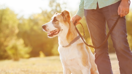 Man and central Asian shepherd walk in the park. He keeps the dog on the leash.の写真素材