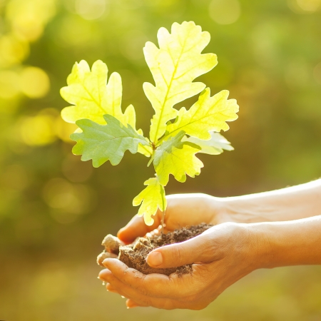 A woman holding young oak tree in hands against spring green background. Environmental protection conceptの写真素材