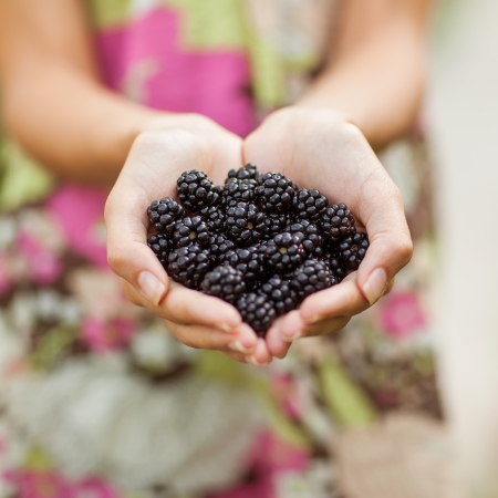 Blackberry in handの写真素材