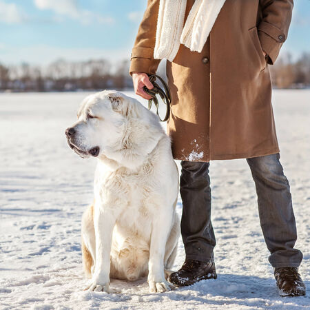 Man and central Asian shepherd walk in the park